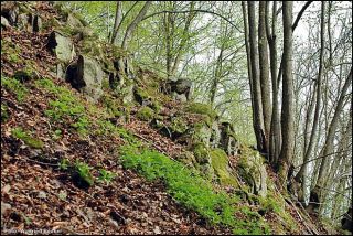 2 NSG Muehlenberg bei Adorf